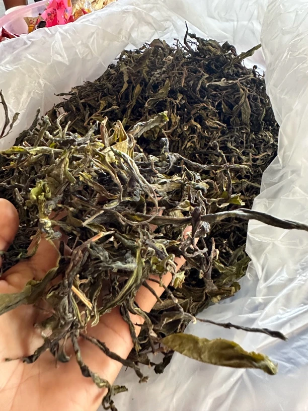 2024年那罕贡茶茶王地混采