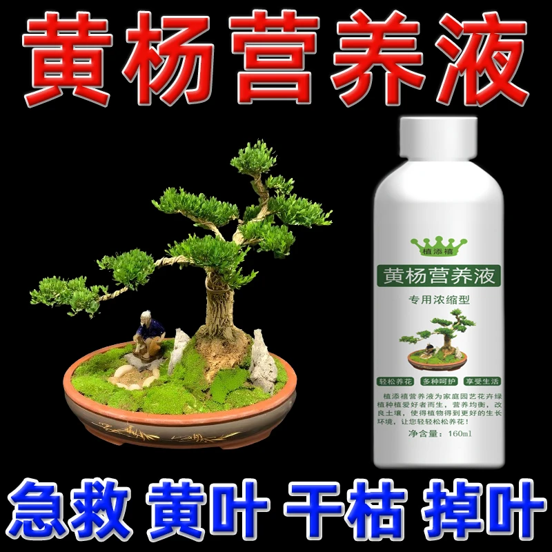 黄杨树小叶雀舌黄杨盆景肥料专用叶面叶子发黄干枯掉叶植物营养液