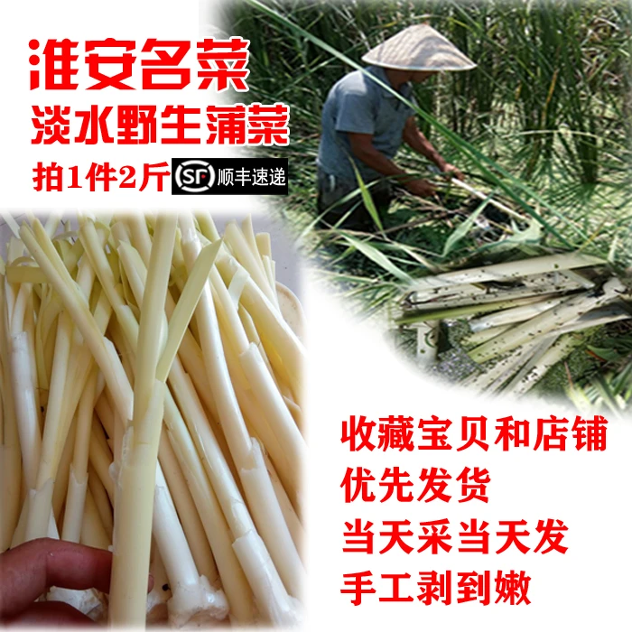 2斤发顺丰净蒲菜3月鲜嫩野菜茭白淮安菜新蔬菜蒲笋儿菜水生竹笋