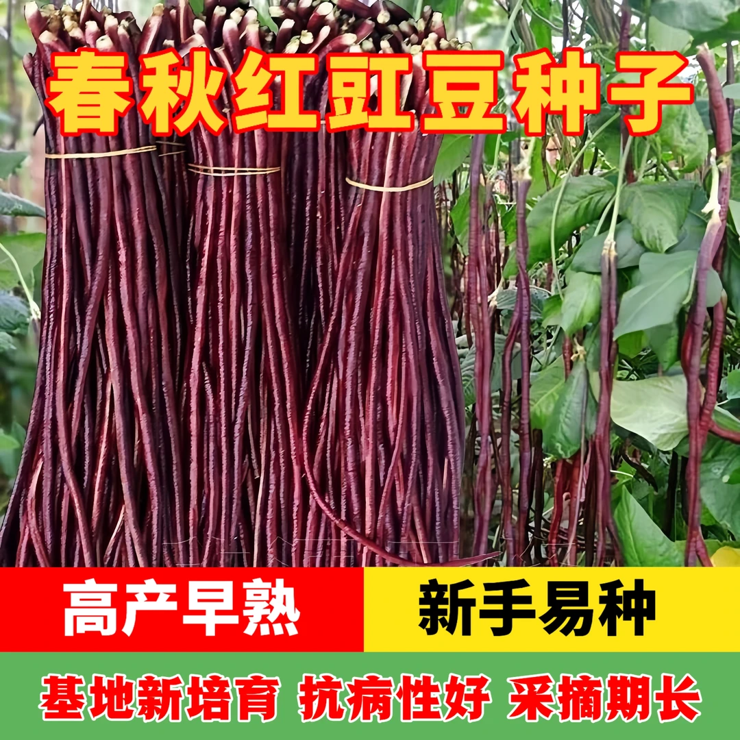【拍2发3】早秋红豆角种子红豇豆籽长豆角夏秋季中种植耐热秋播种子