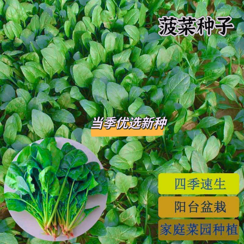 菠菜种子耐热耐寒菠菜种籽四季种植菜园