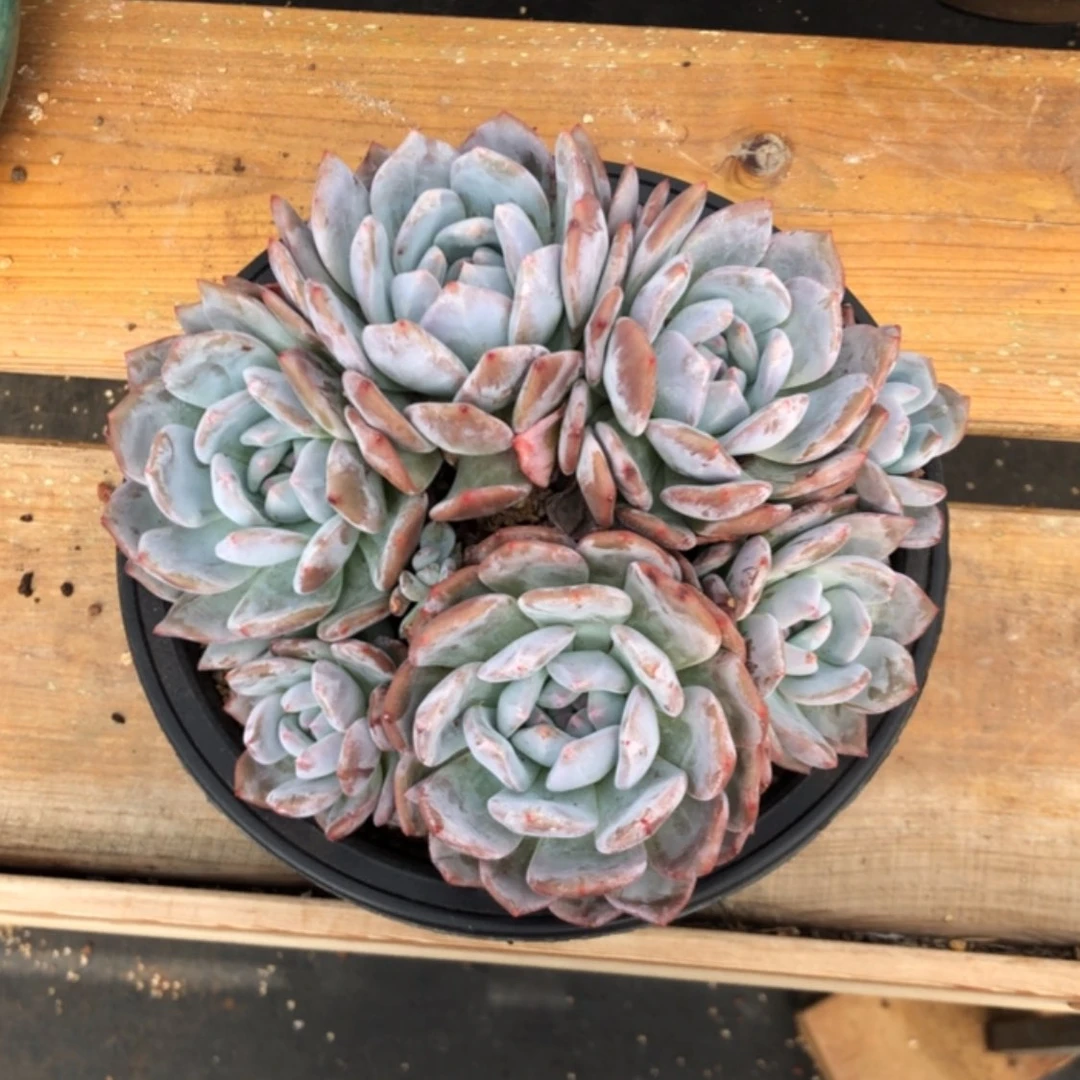 【闪购商品】星影群生。