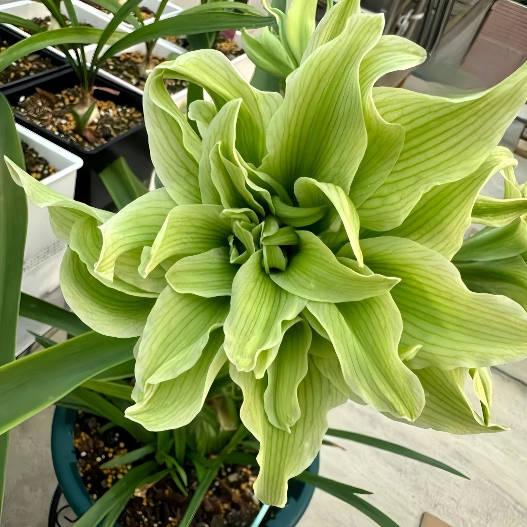 荷兰朱顶红进口重瓣种球四季开花盆栽花卉室内阳台庭院耐寒耐旱