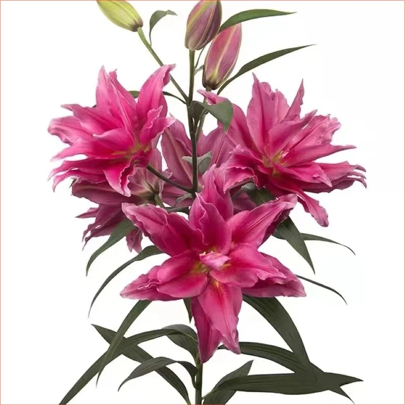 庭院四季开花耐寒浓香型【带芽】香水百合室内种球进口绿阳台花花卉