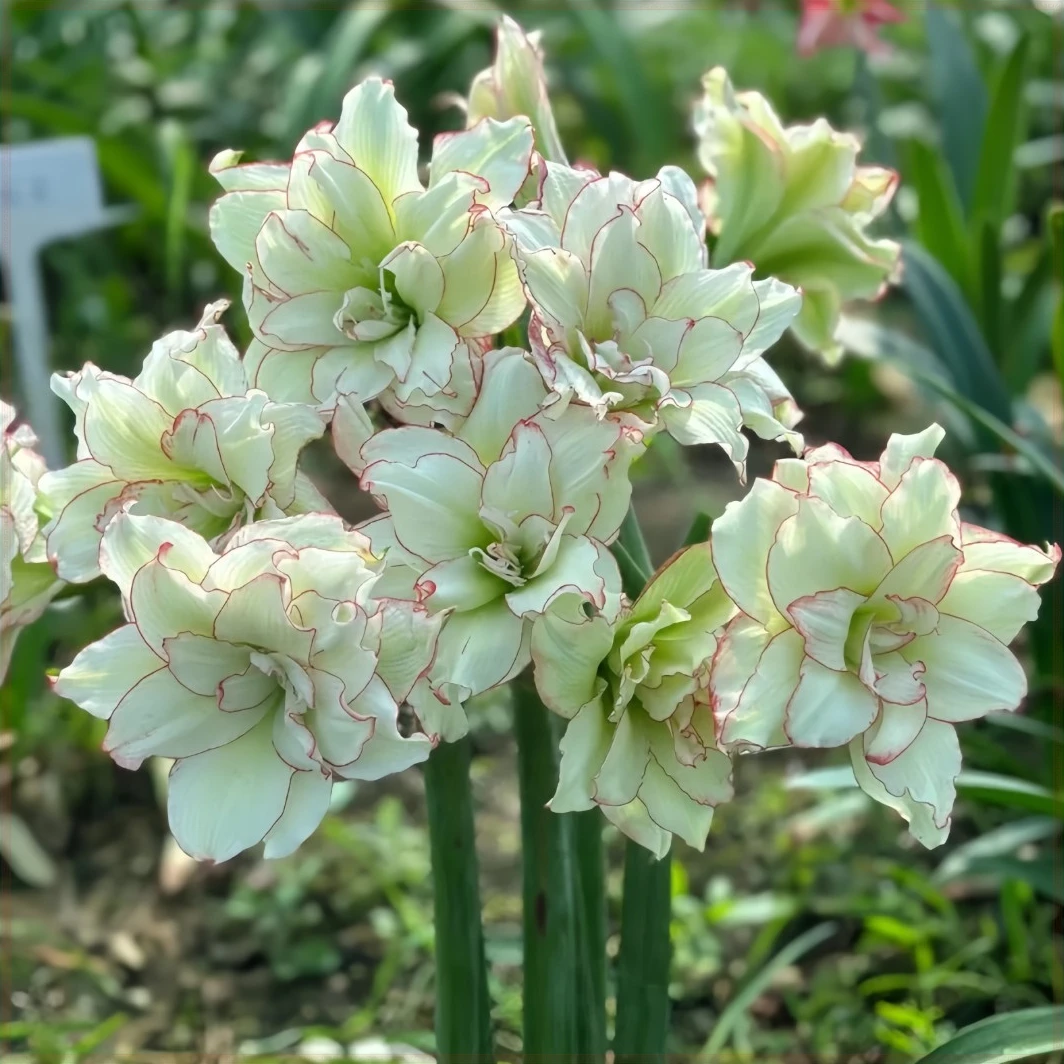 四季精选种球[特价]好球【正版朱顶红】盆栽特色花卉朱顶红超大观赏