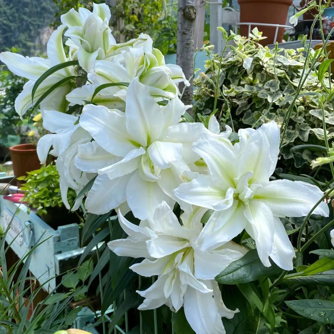 热卖【爱莎】百合种球四季可种荷兰进口香水百合球重瓣室内外都可