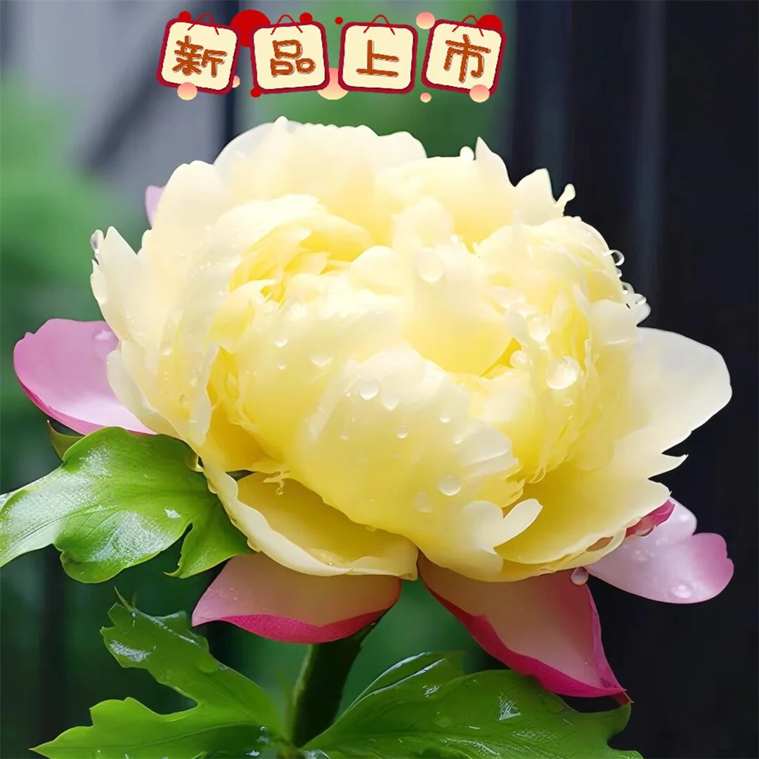 多年生室内庭院芍药花苗四季植物重瓣带芽大根块绿植观花盆栽耐寒
