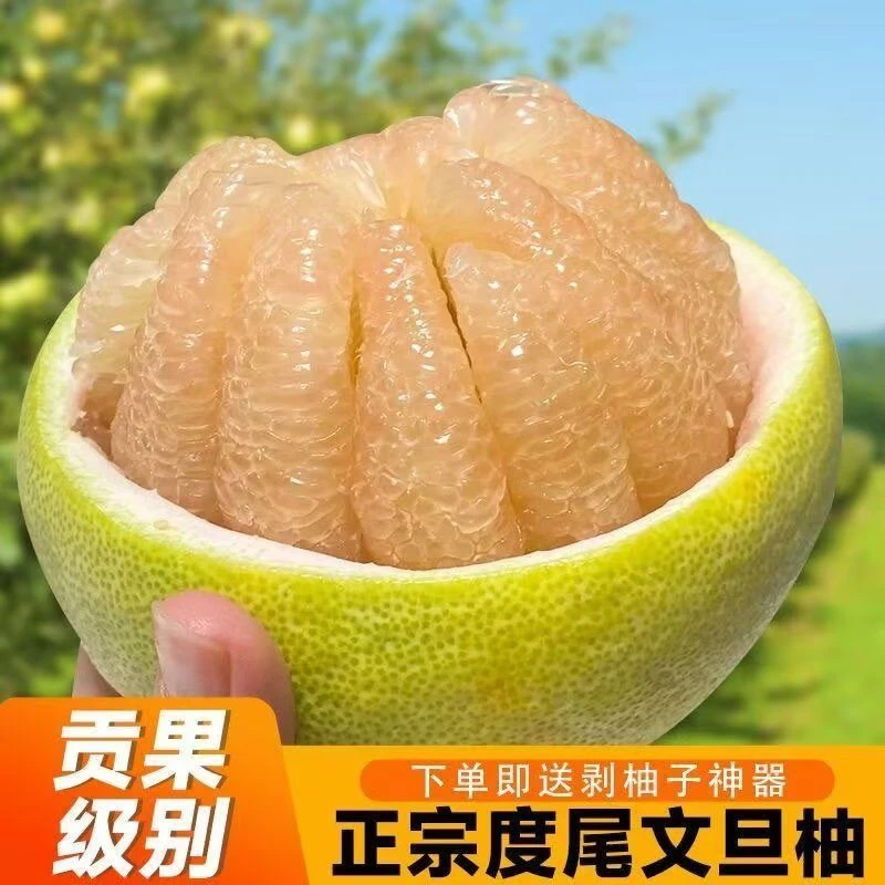 【新鲜采摘】福建文旦柚新鲜现摘水果多汁皮薄1-9斤