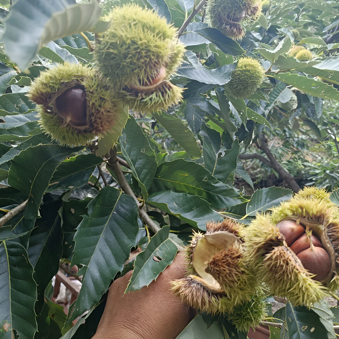 河北遵化25年新板栗新鲜，3113热卖中乡村嫁接