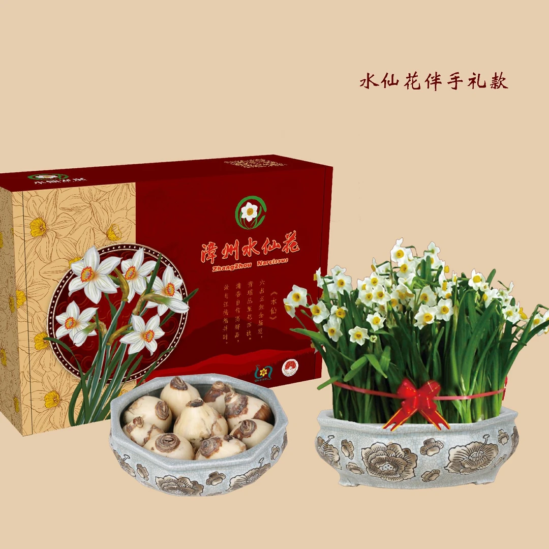 漳州三宝之一-水仙花带盆礼盒款伴手礼