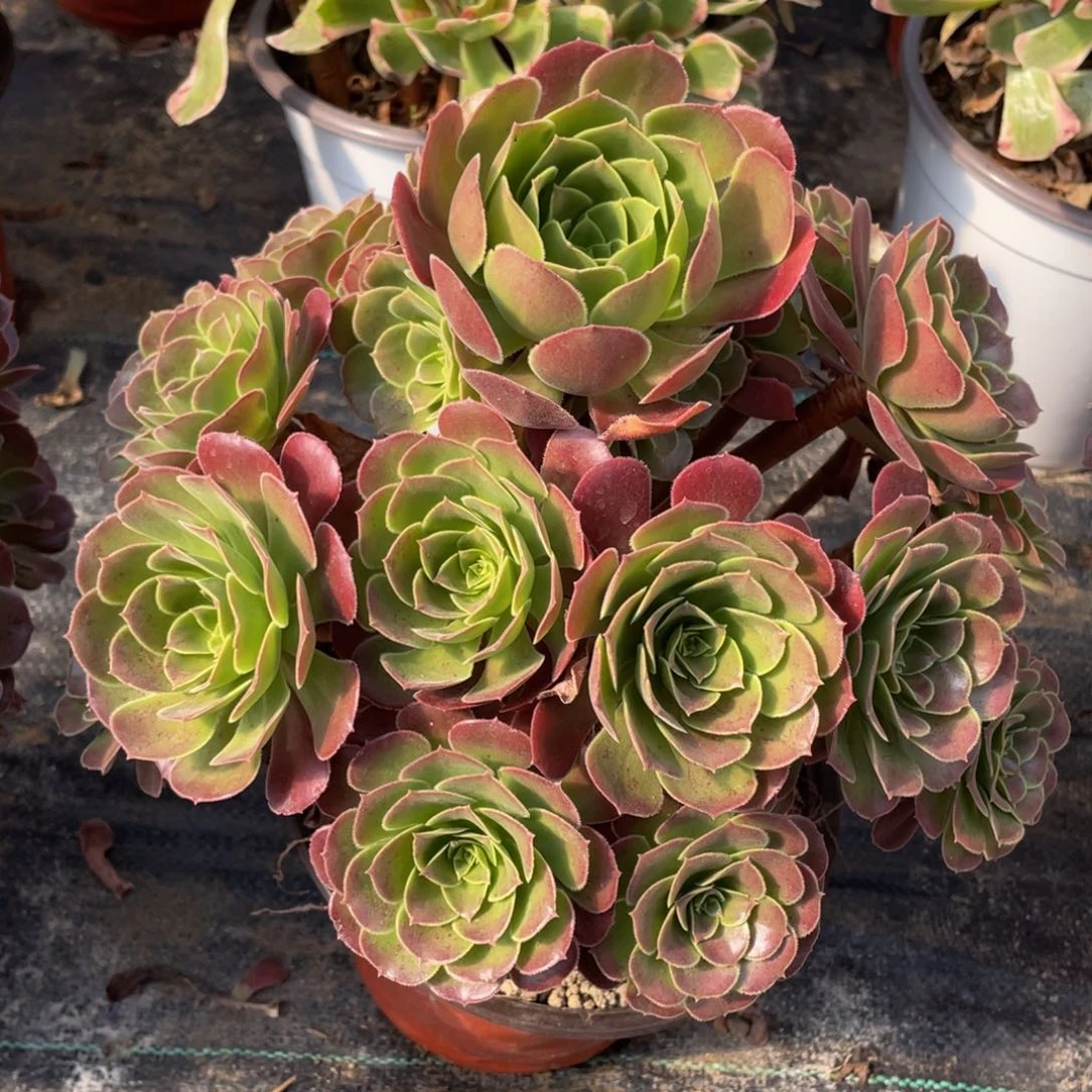 阳**贝622荷兰玫瑰精品法师多肉