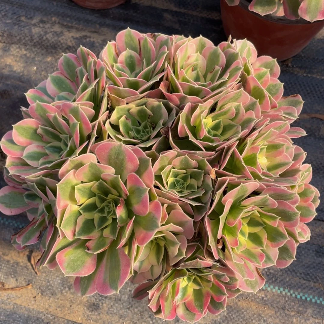 567绿体女巫朵朵精品法师多肉