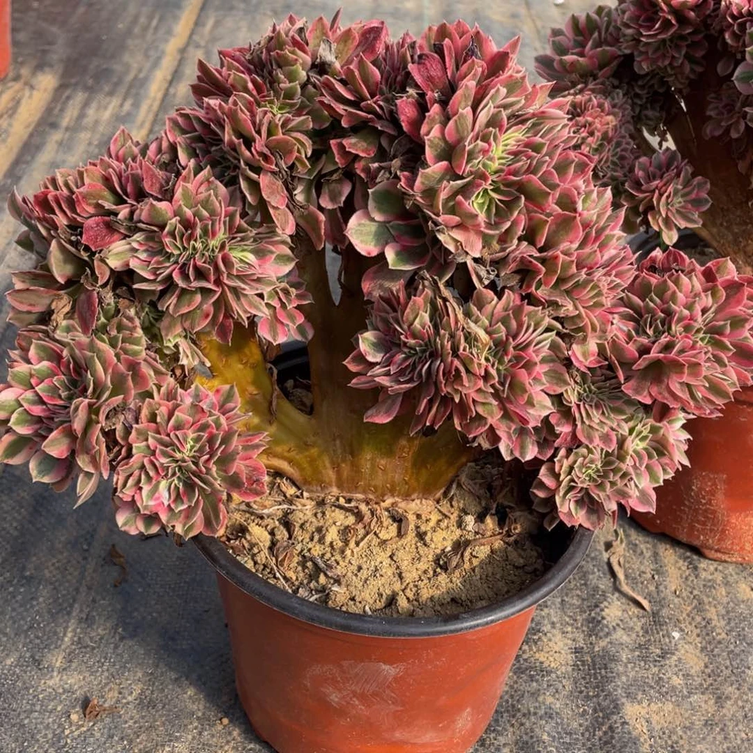 830粉女巫缀精品法师多肉