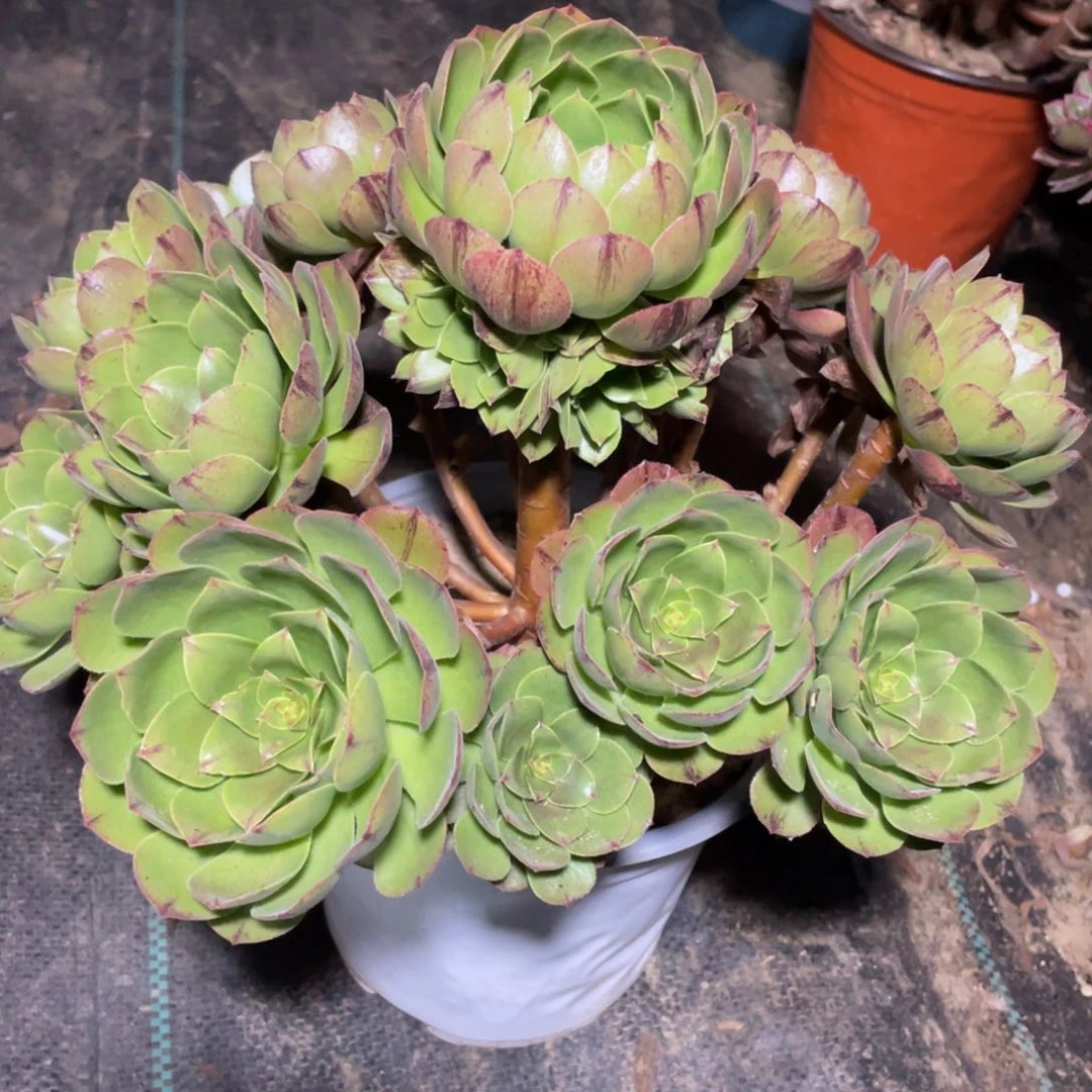 415万拉丝精品法师多肉