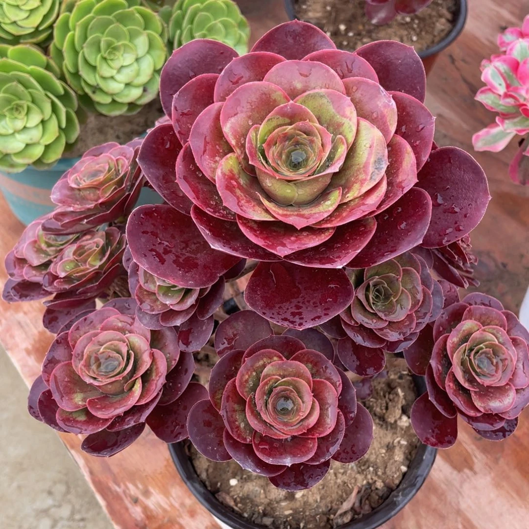 664魅金玫瑰精品法师多肉