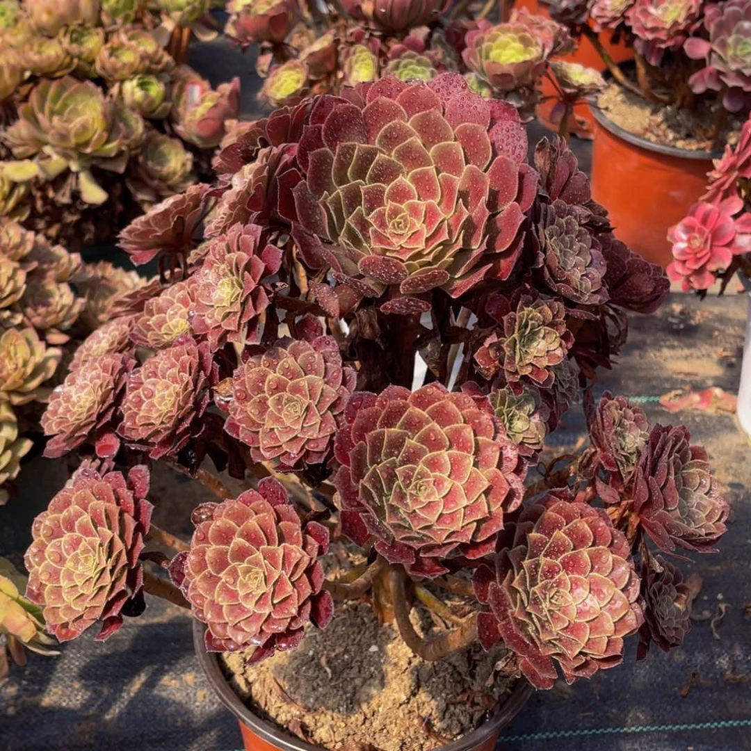 精品法师多肉紫心黑铜壶684