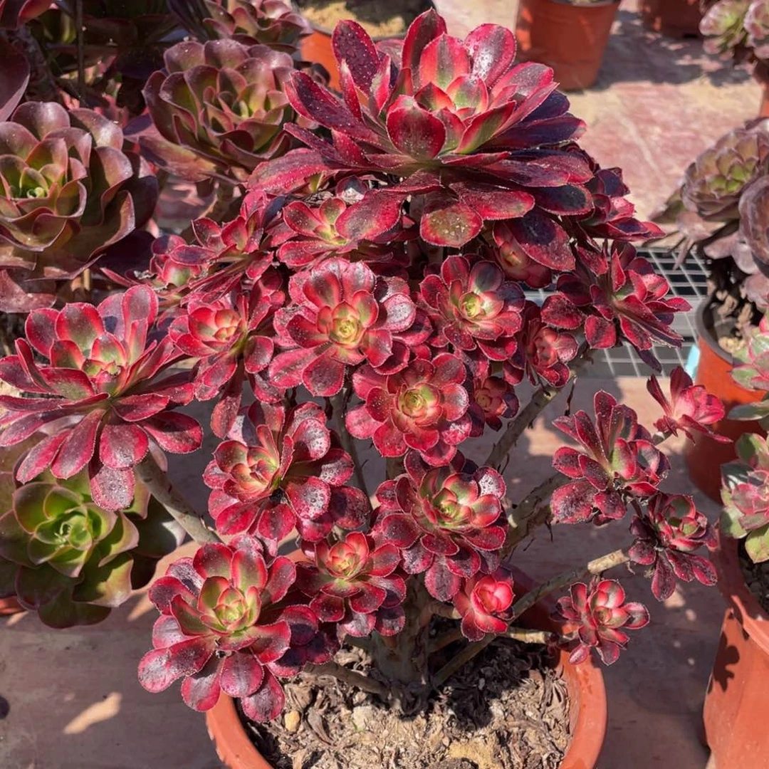 701香奶奶精品法师多肉