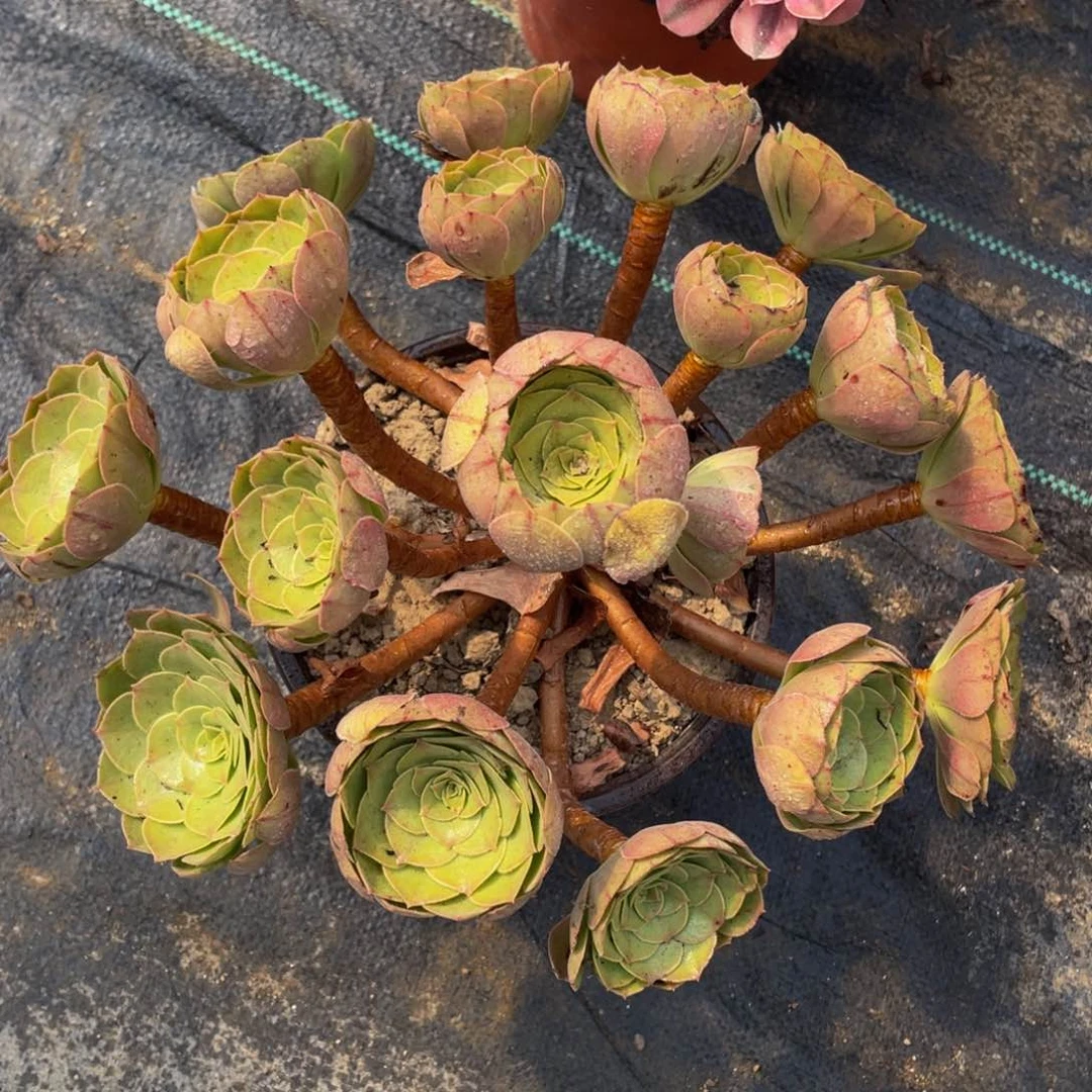 精品法师多肉沙拉碗包子854