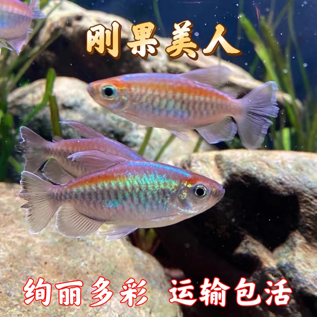 刚果美人鱼淡水草缸群游鱼热带观赏鱼扯旗鱼蓝刚果美人小型鱼活体
