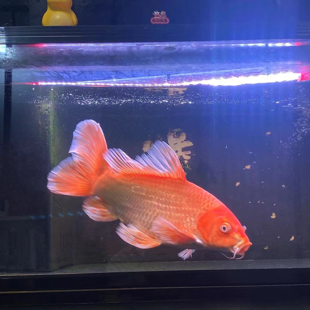 精选白普身蝴蝶鲤黄普身蝴蝶鲤红普身蝴蝶鲤冷水鱼金鱼锦鲤鱼苗