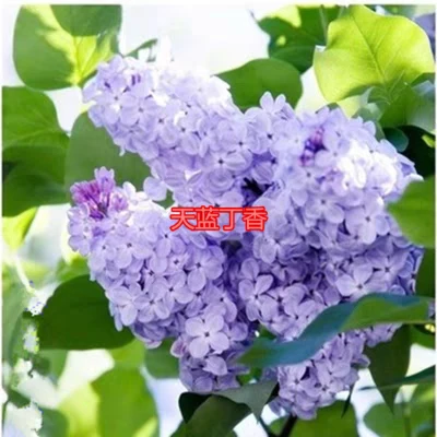 丁香花  拍一发10颗