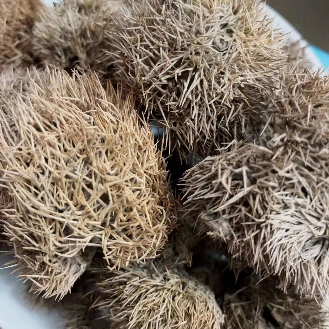 农家自晒  风栗壳 500克