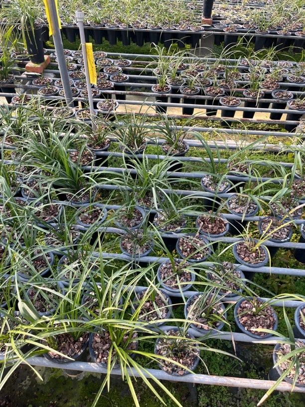 国兰兰花一物一拍专用万能链 请勿随意下单