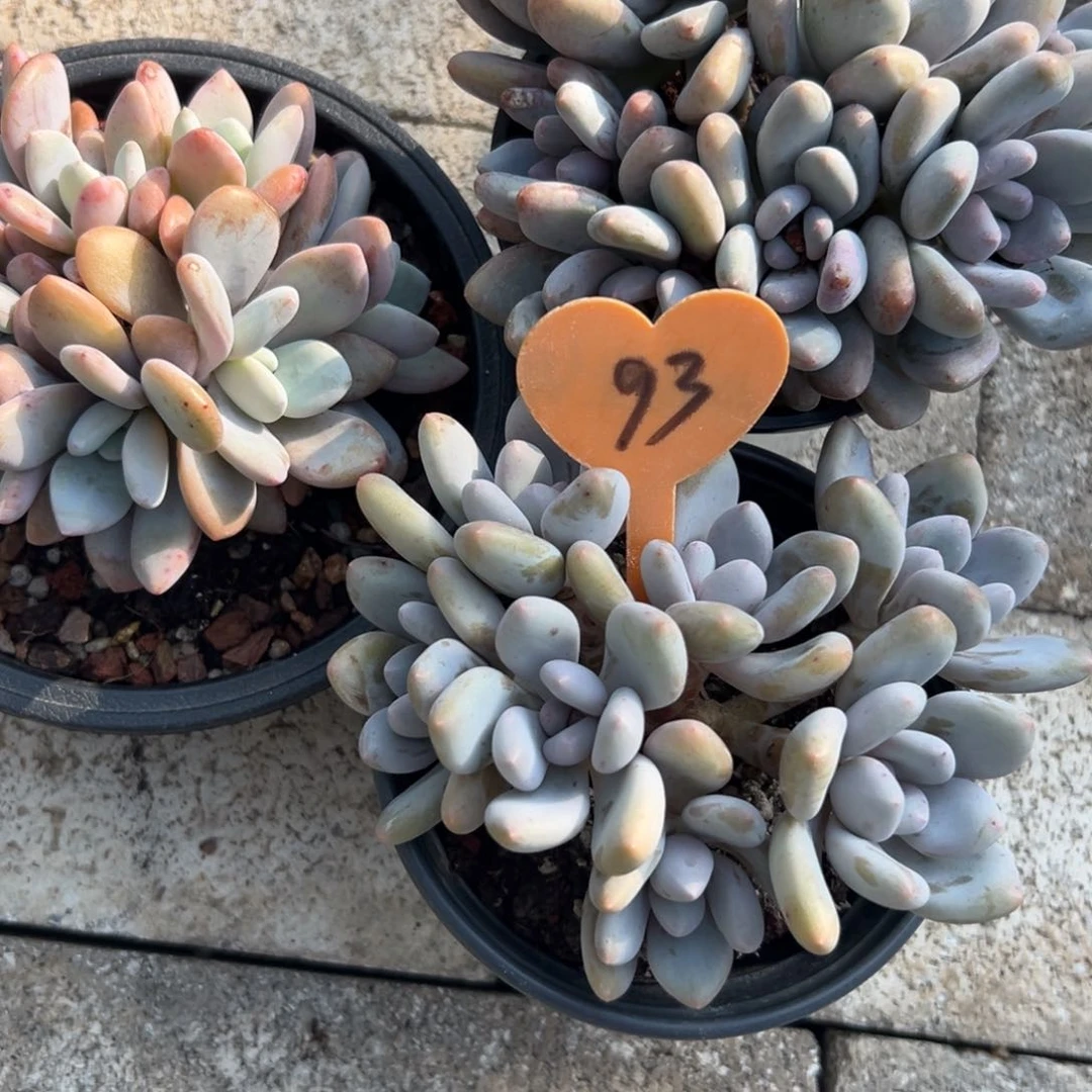 ✨****肉多少植物一物一拍