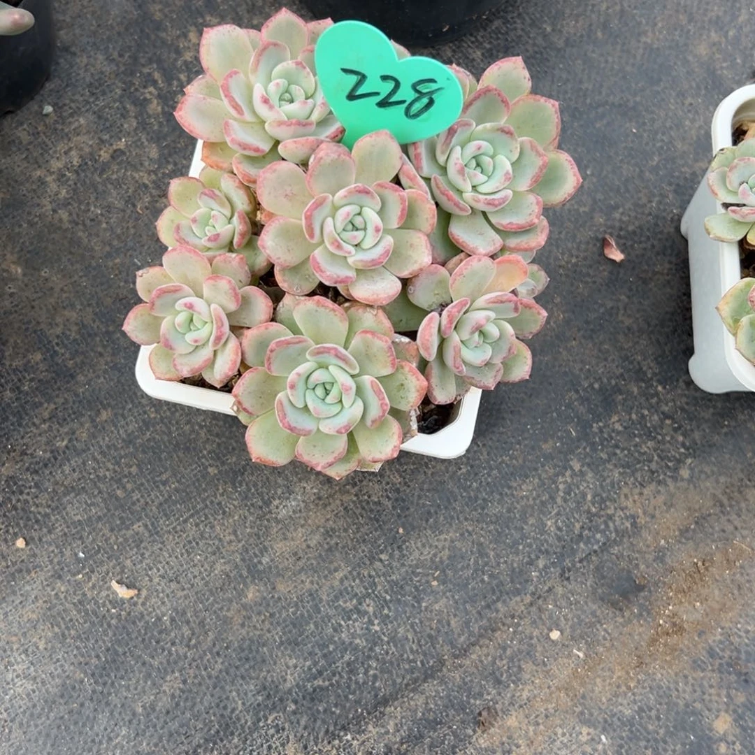 姚*乐多肉植物一物一拍