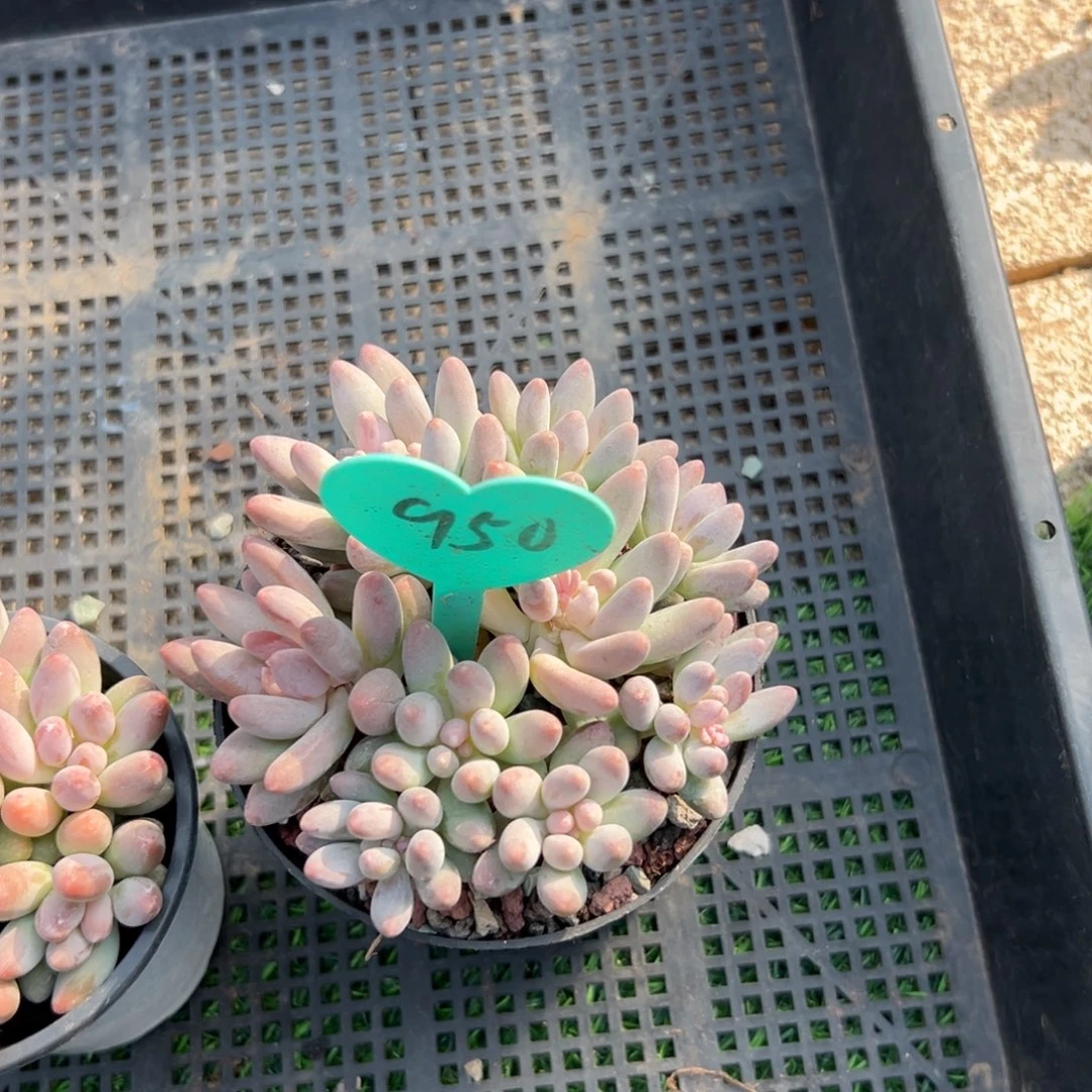 晚*多肉植物一物一拍