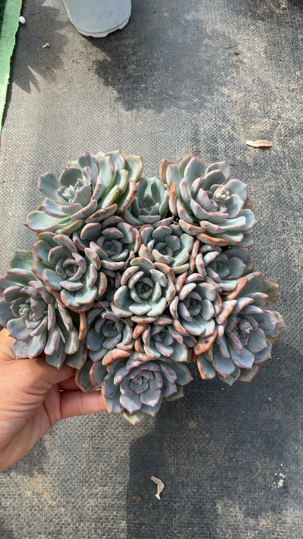 多肉植物千山雪、一物一拍