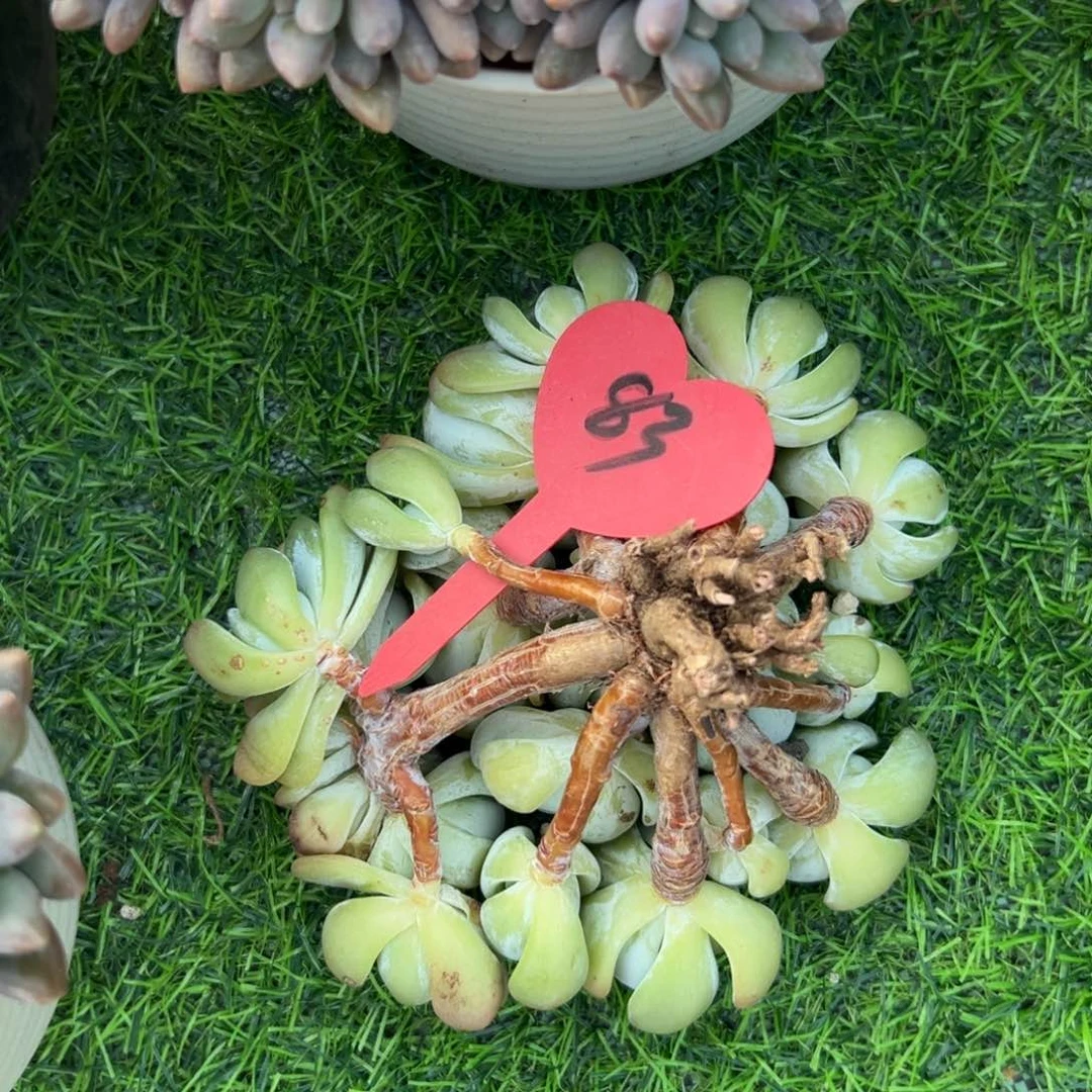 转**笑多肉植物一物一拍