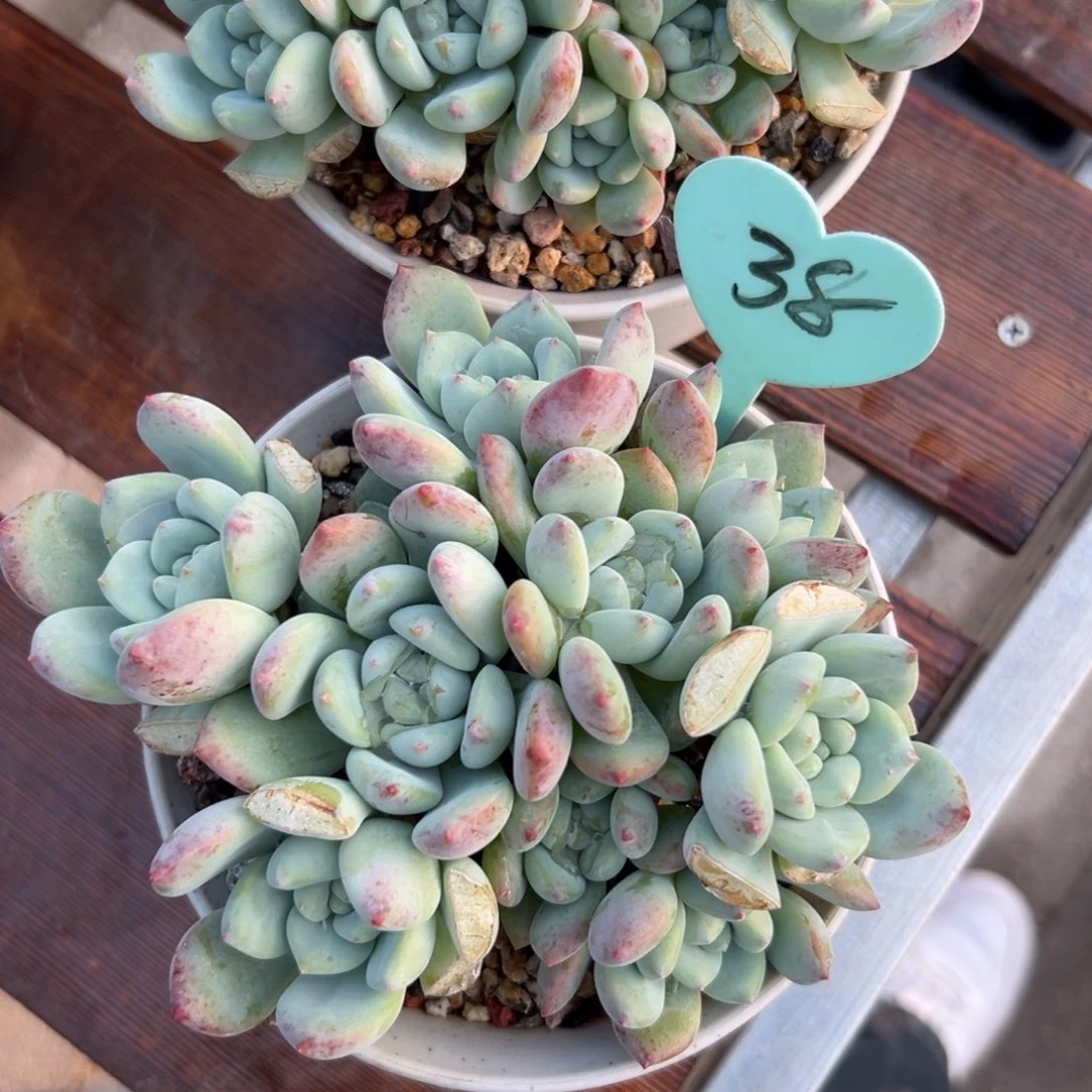 ?***?多肉植物一物一拍