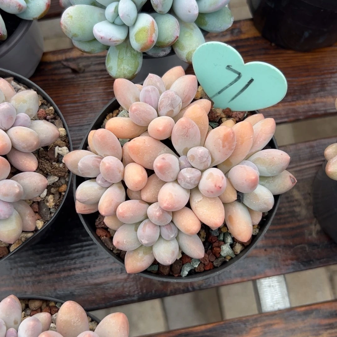 董*绮多肉植物一物一拍