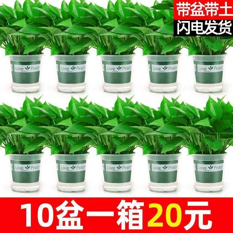 一整箱绿萝除甲醛新房室内空气净化桌面盆栽包邮