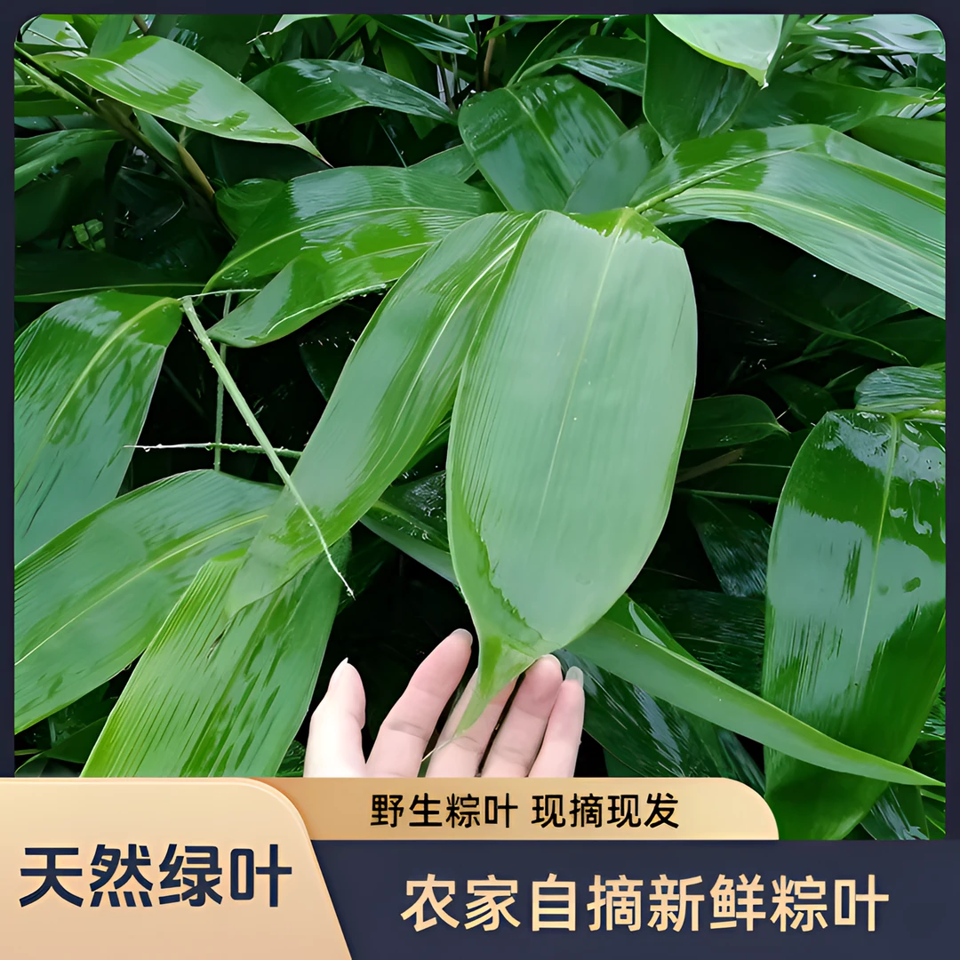 【农家野生粽叶】顺丰包邮 手工采摘粽叶 粽香浓郁 天然生长