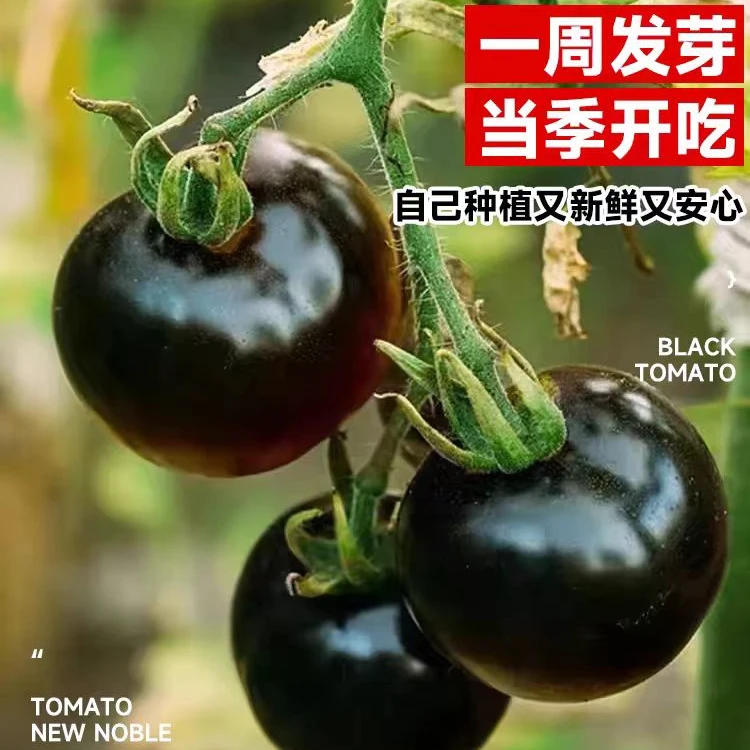 【黑番茄种子】精选高产黑珍珠番茄种子庭院阳台种植易种早熟蔬菜种