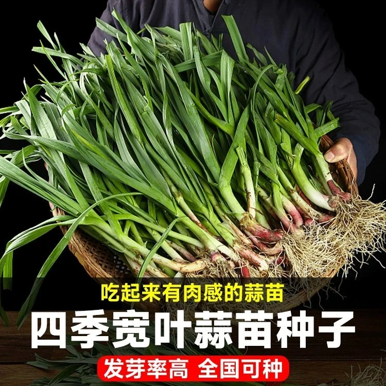 【宽叶蒜苗种子】蒜种四季大蒜种籽新手自种植红皮蒜大蒜头红根紫皮
