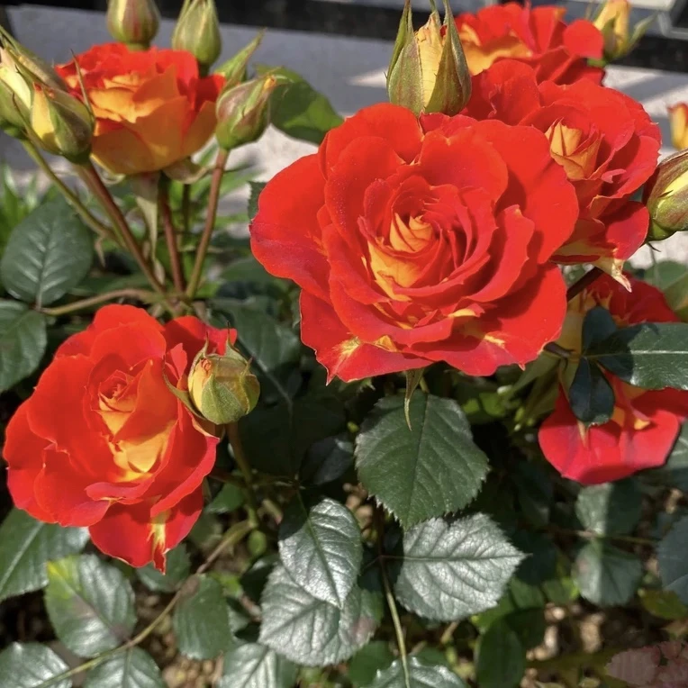 【独棵月季二乔双鱼座】勤花、耐晒、双色