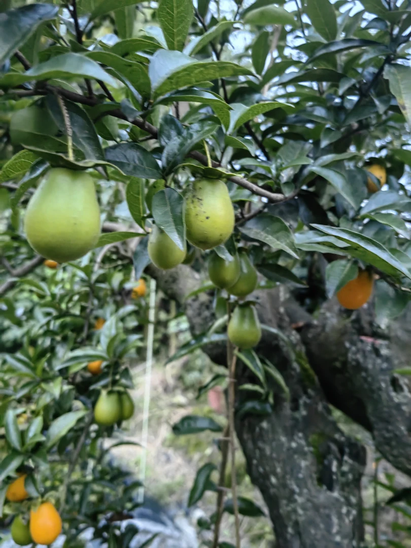 金弹子盆景，直播间所拍链接，请勿私自下单