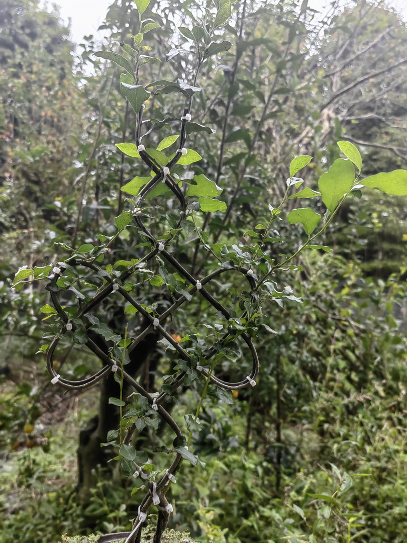 金弹子，直播间所拍链接，一物一拍，请勿私自下单