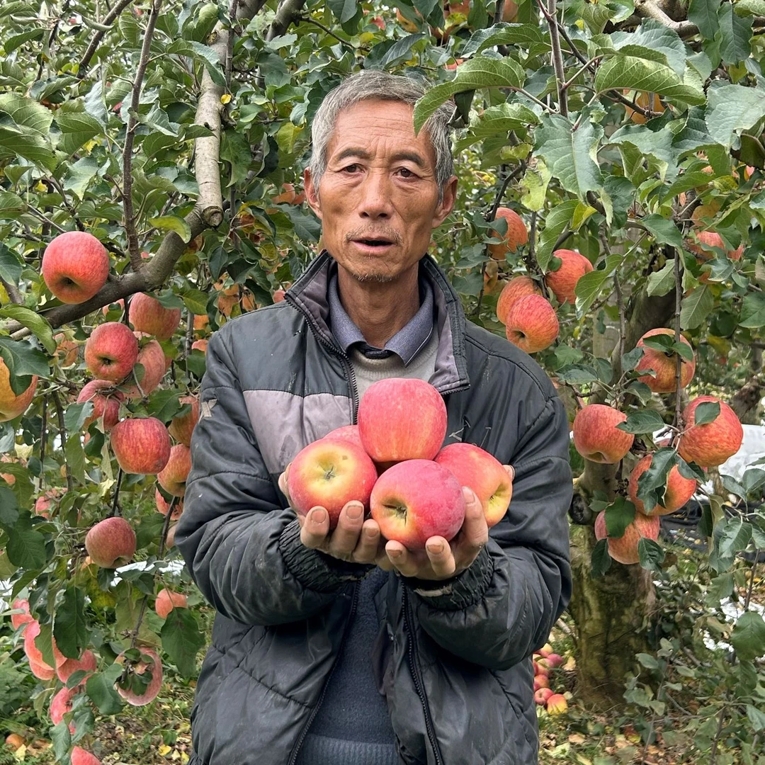 云南昭通丑苹果脆甜多汁产地直发 小果5斤装dg