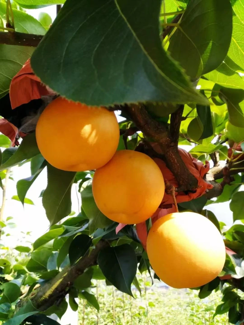 湖南怀化正宗金秋梨高山甜脆多汁  新鲜采摘产地直发