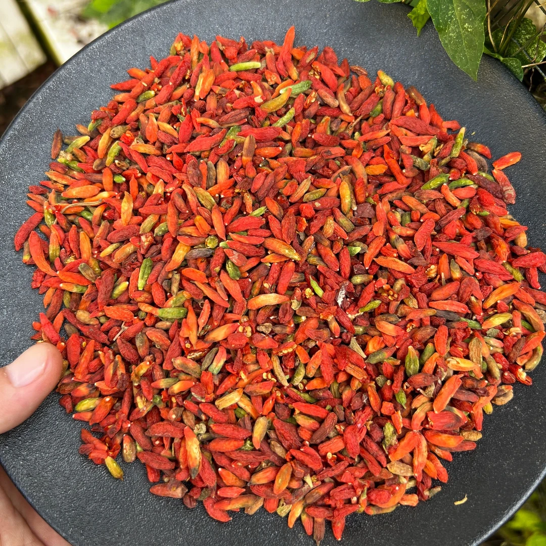 粤北山区【野生】枸杞 自摘自晒七彩枸杞可用来煲汤泡水250g-500g