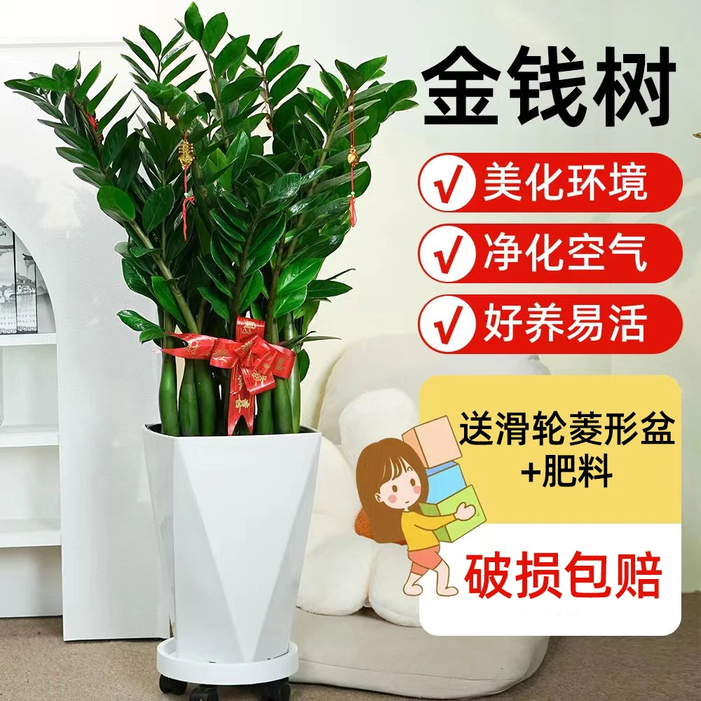 老桩金钱树【高约1.1米】室内植物客厅大绿植新房净化空气除甲醛
