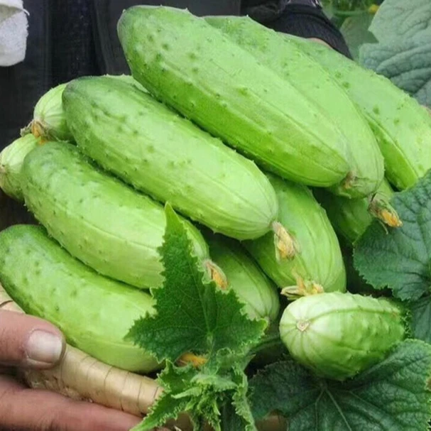 东北当地新鲜旱黄瓜