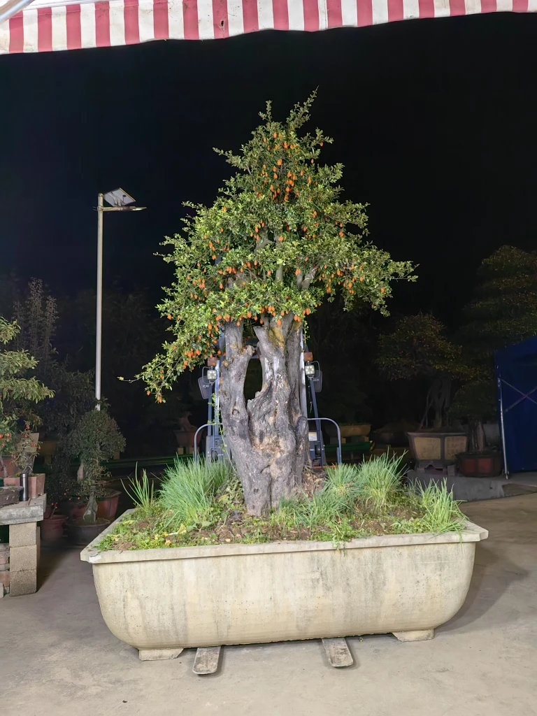 直播付米用  不支持单拍  不包邮 自选大桩盆景