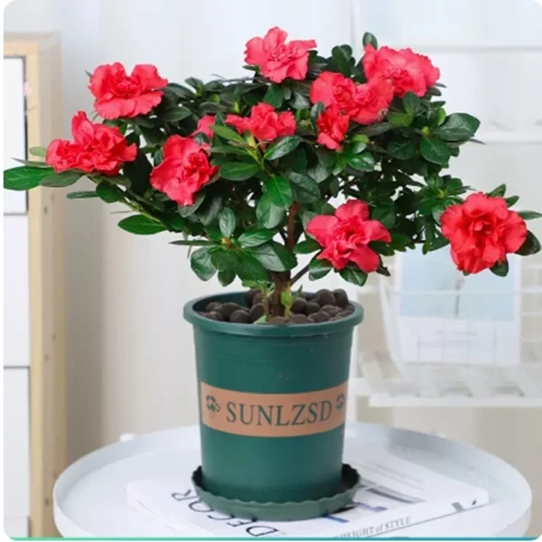 杜鹃花盆栽发老桩大棵四季开花植物招财室内外阳台好养易活花卉