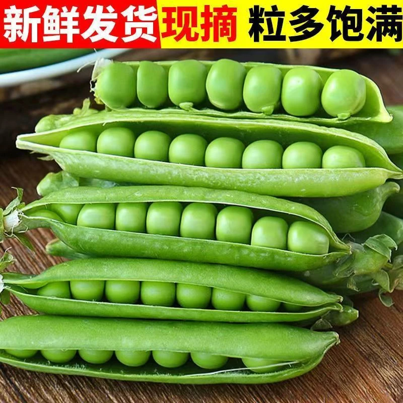 正宗长寿仁水果甜脆豌豆云南高山露天种植时令蔬菜豆粒饱满
