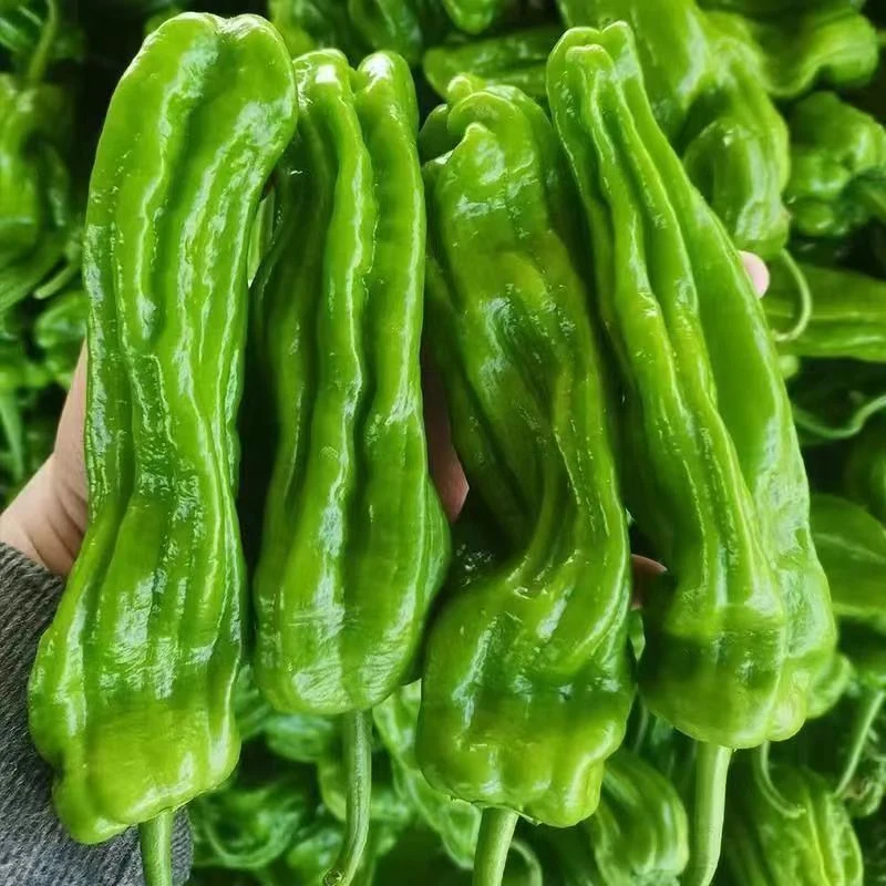 辣椒苗螺丝椒薄皮牛角灯笼朝天长线盆栽蔬菜苗秧孑